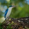 Lednacek promenlivy - Todiramphus chloris - Collared Kingfisher o1559